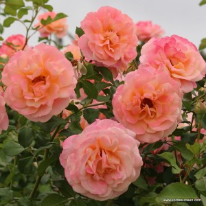 PEACH MELBA (climber)
